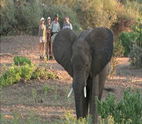 Walking Safari